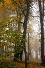 ドイツの秋の森　霧の中の樹々と紅葉