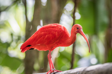 Scarlet ibis sitting on a branch.