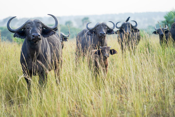 Group of Buffalo in the river