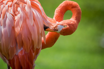 Close up of an American flamingo.