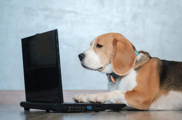 funny Beagle dog looks at the laptop screen and keeps his paws on the keyboard
