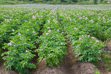 Fototapeta na wymiar Flowering potato field
