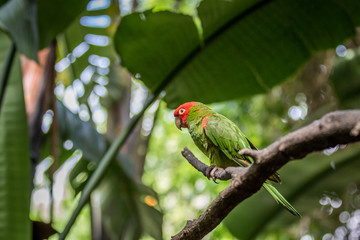Red headed conure on a branch.