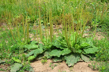 Plantain common (lat. Plantago major) blooms on a summer day