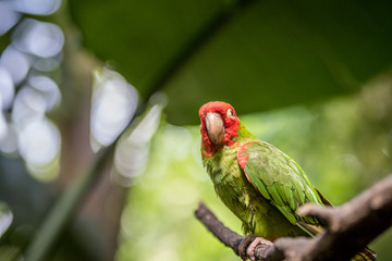 Red headed conure on a branch.