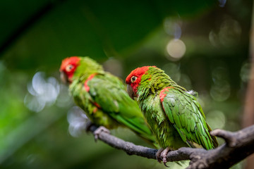 Red headed conure on a branch.