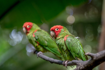 Red headed conure on a branch.