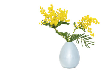 Yellow Mimosa flowers (Acacia) isolated on a white background