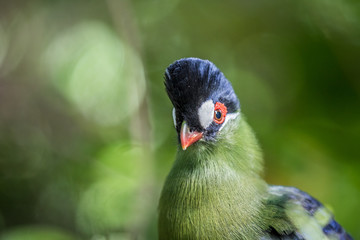 Purple-crested turaco close up in the forest.