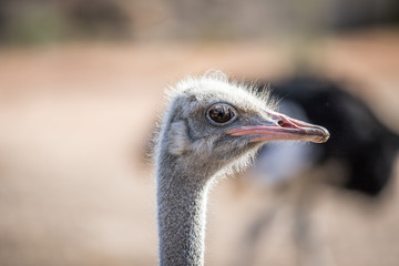 Close up of an Ostrich head in Africa.