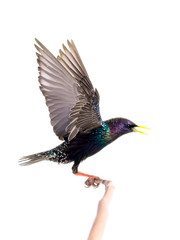 European starling (Sturnus vulgaris) in flight, isolated