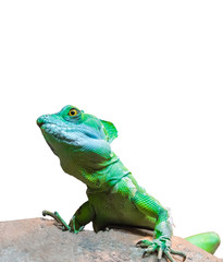 green chameleon (Chamaeleo calyptratus) isolated on white background