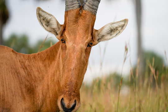 Antilope damaliscus in African