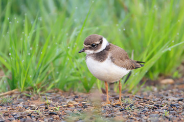 Common ringed plover chick (Charadrius hiaticula). Little bird on the background of green grass. Summer. Wildlife of the Arctic. Chukotka, Siberia, Far East of Russia.