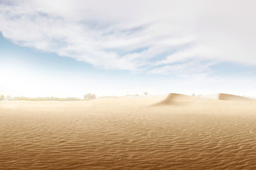 Views of sand dune with trees