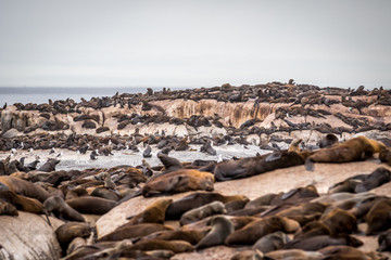 Fototapeta na wymiar Cape fur seals sitting on a rock.