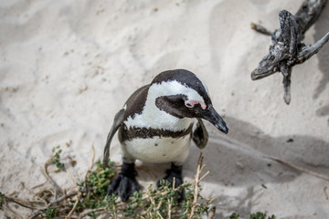 African penguin standing in the sand.