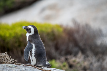 Obraz premium African penguin standing on a rock.