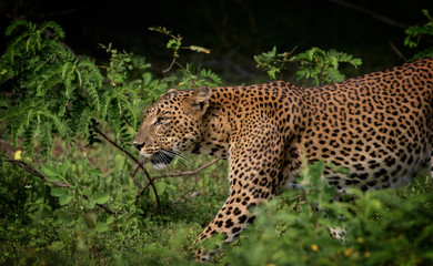leopard appears from the bush. Sri Lanka, Yala National Park; Sri Lankan Leopard