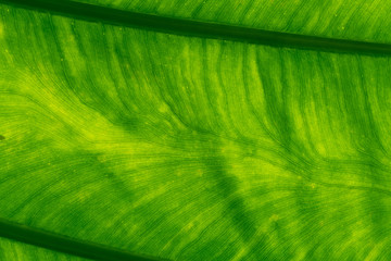 Macro shot detail of green leaf texture background. Pattern line of fresh green leaf. Abstract green texture. Background for organic concept. Natural pattern of leaves. Photosynthesis and chlorophyll.