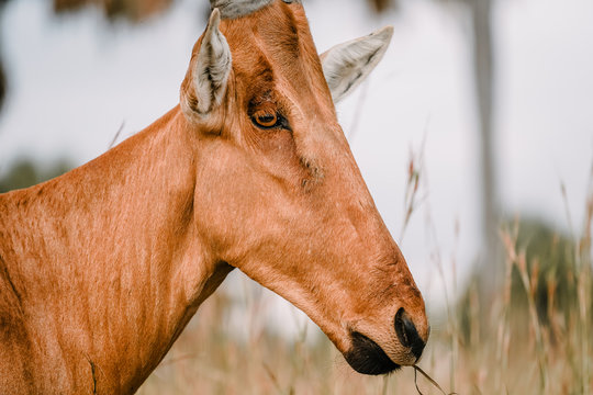 Damaliscus Images Browse 1,767 Stock Photos, Vectors, and Video