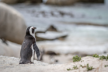 African penguin standing in the sand.