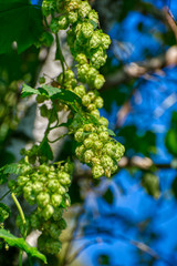 Hop cones, close-up. Agricultural plant used in the brewing industry