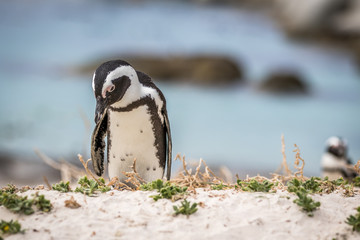 African penguin standing in the sand.