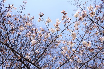 桜