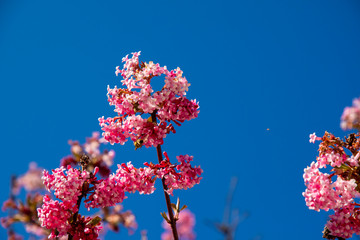 Cherry blossom before blue sky with butterfly and bees as spring messengers