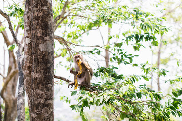 Obraz premium monkey hill Thailand