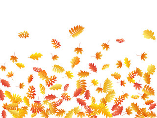 Oak, maple, wild ash rowan leaves vector, autumn foliage on white background.