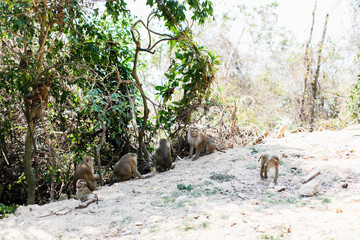 monkey hill Thailand