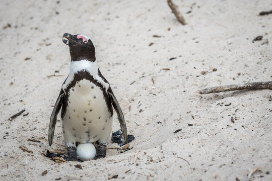 African penguin sitting on an egg.