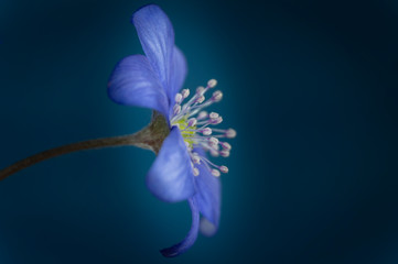 Hepatica Nobilis early blooming spring flowers