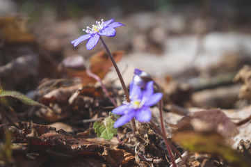 Hepatica Nobilis early spring flowers