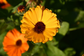 Sunflowers in Jim Corbett National Park