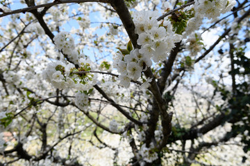 wild cherry flower detail