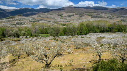 Overview of the Jerte Valley, during the thousands of cherry trees bloom