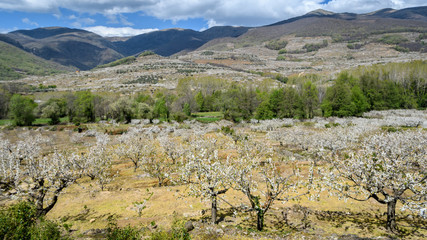 Overview of the Jerte Valley, during the thousands of cherry trees bloom
