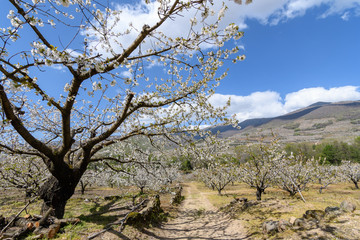 Fototapeta na wymiar Overview of the Jerte Valley, during the thousands of cherry trees bloom
