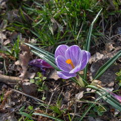 crocus spring flower