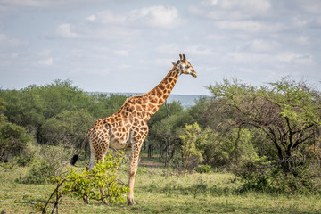Giraffe standing in the grass in the Kruger.