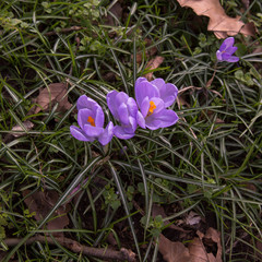 crocus spring flower