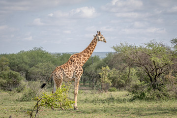 Giraffe standing in the grass in the Kruger.
