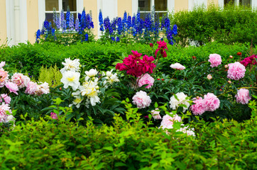 blooming russian park. Large park complex in the city of Oranienbaum, St. Petersburg
