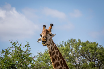 Giraffe standing in the grass in the Kruger.