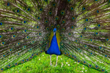 Obraz premium Beautiful bird with a colorful tail
