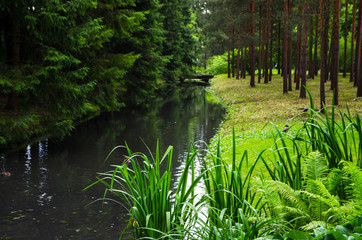 Obraz premium High fir trees by the river in the forest