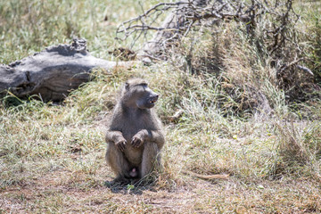 Baboon sitting in the grass in the Kruger.